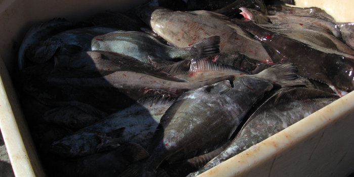 Hellefisk i Grønland. Foto: Jesper Boye.