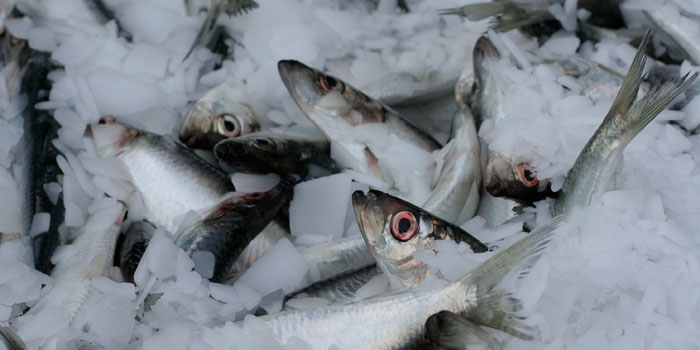 Herring. Photo: Jens Astrup