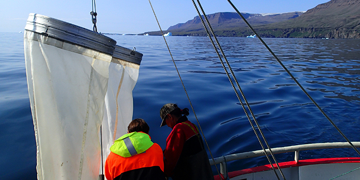 Evandro Malanski arbejder på sin ph.d.-afhandling om lodde- og torskelarvers fødevalg i den subarktiske Kapisigdlit Fjord samt fødevalget for andre fiskelarver i hele Godthåbsfjord-systemet. Photo: Evandro Malanski