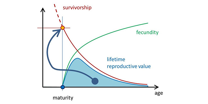 The relationship between fish size at maturity, fecundity and spawning type in fish stocks from temperate-boreal environments