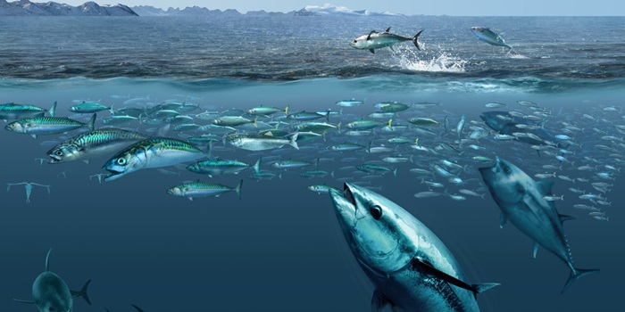 An artists conception of bluefin tuna feeding on mackerel in waters east of Greenland - recent work by DTU Aqua scientists has highlighted the unprecedented expansion of this species into these waters and work to be presented at the ICES conference will show these shifts to have been predictable". Illustration by G. Gorick.