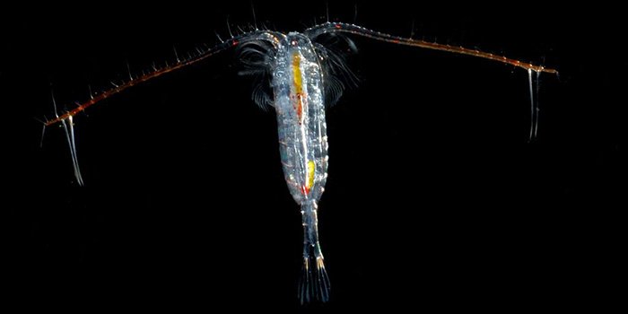 Calanus finmarchicus. Foto: Erik Selander.