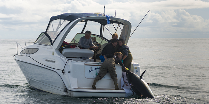 Danish tagging team. Photo: Thomas Petersen Eldor