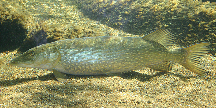 Pike