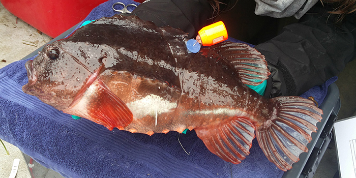 Lumpfish with data storage tag. Photo: Kim Aarestrup.