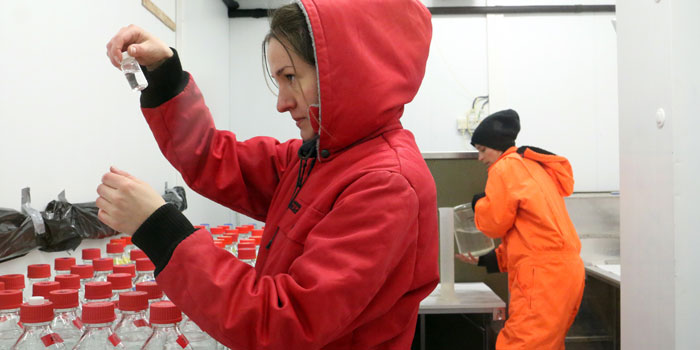 The researchers—here PhD Kirstine Toxværd—reproduced the life cycle and living conditions of the copepods in an ice cold laboratory. Photo Line Reeh.