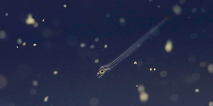 Eel larvae feeding. Photo: Sune Riis Sørensen.