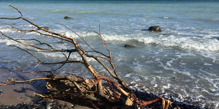 Strand i Nordsjælland. Foto Helle Sørensen.