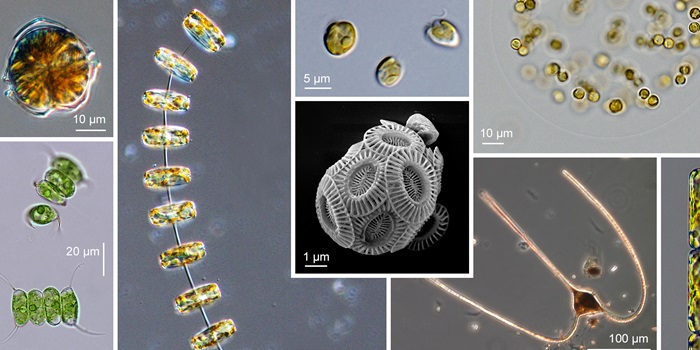 Various phytoplankton