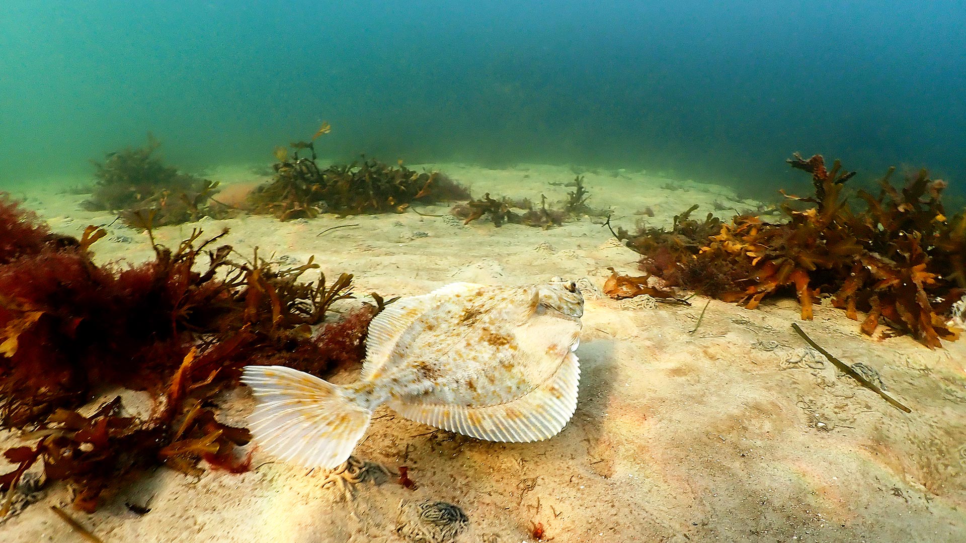 DTU Aqua – National Institute of Aquatic Resources Plaice on healthy seabed in Oresund