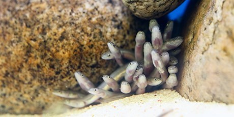 Glass eels (elvers). Photo: Sune Riis Sørensen