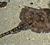 Raja_clavata_Thornback_ray_or_thornback_skate_Ecomare_Texel_the_Netherlands