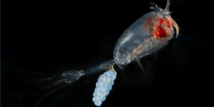 Copepode. Foto Erik Selander