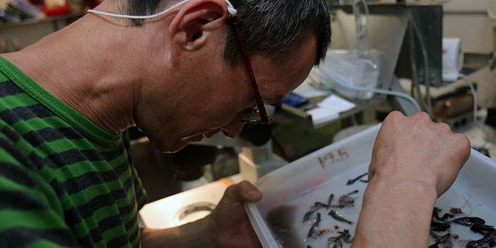 Daniel Jiro Alaya on the Danish Eelexpedition 2014 in the Sargasso Sea. Photo: Line Reeh