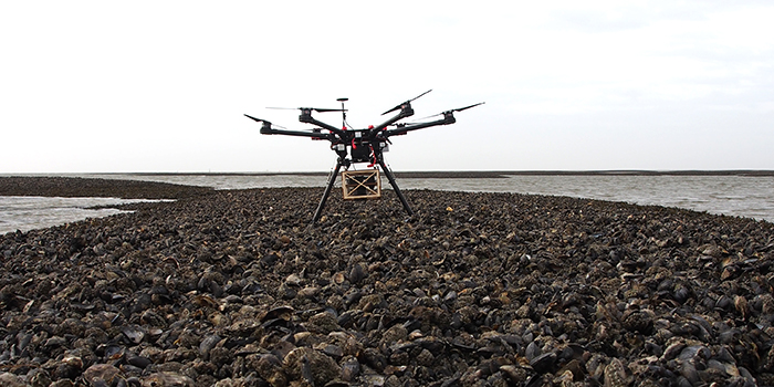 Drone på muslingebanke. Foto: Pernille Nielsen.