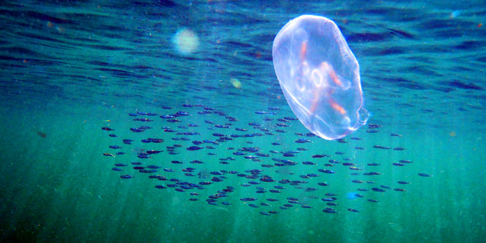 Jellyfish. Photo: Mikael van Deurs.