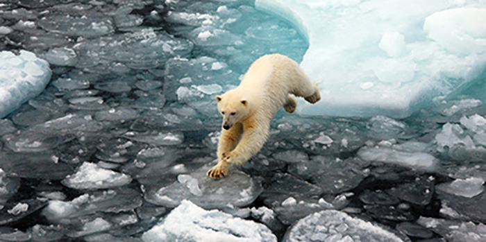Isbjørn der løber henover isen.