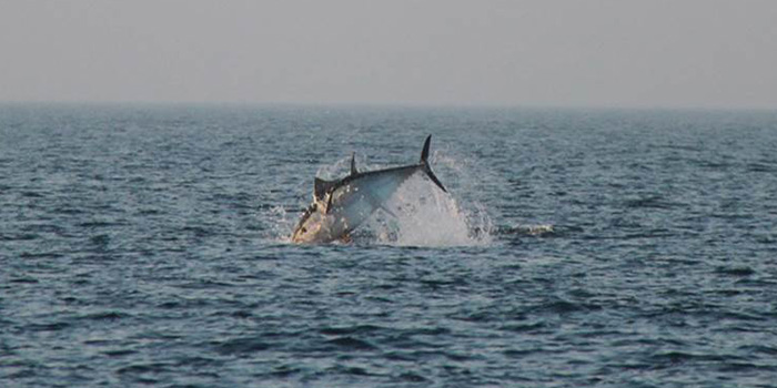 Bluefin tuna. Photo: Rickard Waje.