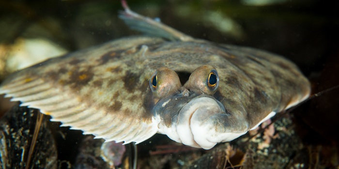 Rødspætte. Foto: Kenneth Løvholt.