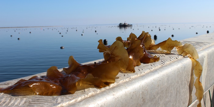 Sukkertang høstet i Limfjorden. Foto: Mette Møller Nielsen.