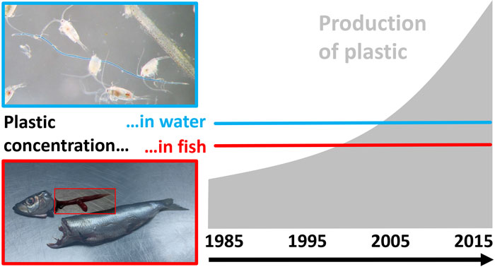 Microplastics figure. Sabrian Beer et al. 2017