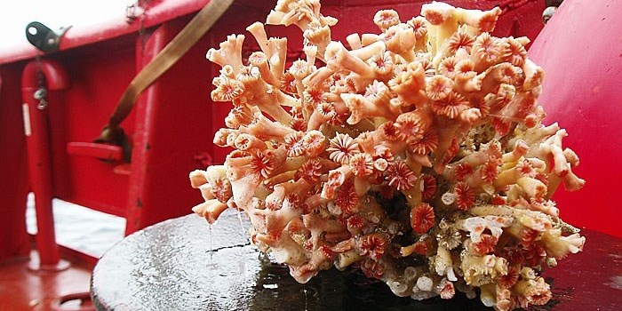 Et af de stykker af koral, der kom op ved et uheld, og som satte hele undersøgelsen i gang. Her kan man rigtigt se den fine orange/pink farve, som de grønlandske øjekoraller har. Foto: Bedford Institute of Oceanography, Canada.