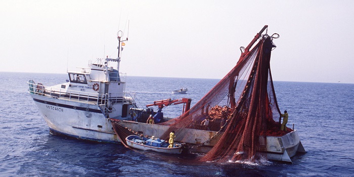 55 forskere fra Europa og USA skal mindske udsmidningen af fisk på havet. I spidsen for projektet står DTU-professor Clara Ulrich. Foto: Colourbox