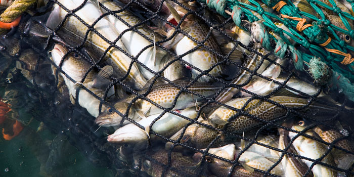 All year round, biologist assistants from European ocean research institutions, including the Danish DTU Aqua – National Institute of Aquatic Resources, collect samples and information about the composition of fish catches on vessels and in harbours. Photo Line Reeh