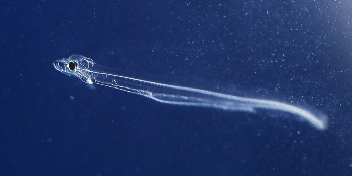 Sådan ser den usædvanlige ålelarve ud, når den er 12 dage gammel og 8 mm lang. Mange har spurgt sig selv, hvad mon den spiser? Foto: Sune Riis Sørensen, DTU Aqua