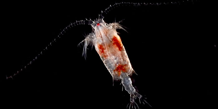 Vandloppe (Centropages typicus). Foto: Krister Hall
