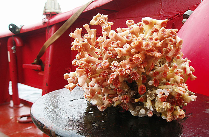 Greenlandic coral. Photo: Bedford Institute of Oceanography.