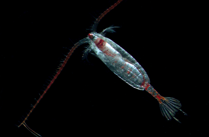 Calanus Hyberboreus. Photo: R Hopcroft