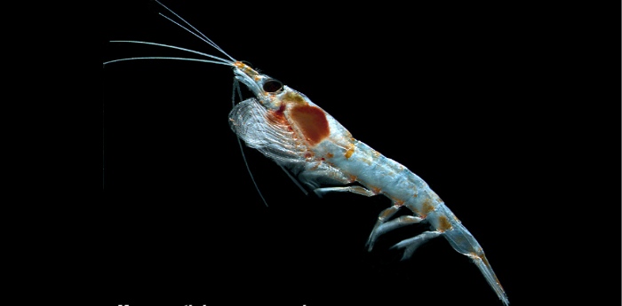 Krill. Meganyctiphanes norvegica. Foto: Russ Hopcroft