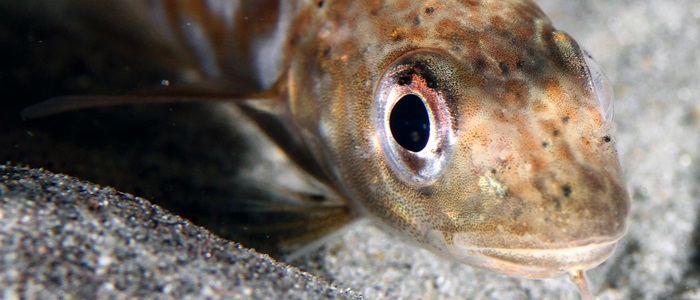 Torsk. Foto: Peter Rask Møller, Statens Naturhistoriske Museum, KU.