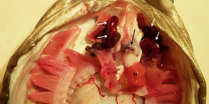 Torskens røde gælleorm Lernaeocera branchialis er særdeles iøjnefaldende, men ufarlig for mennesker. Foto: Behrens og Buchmann.