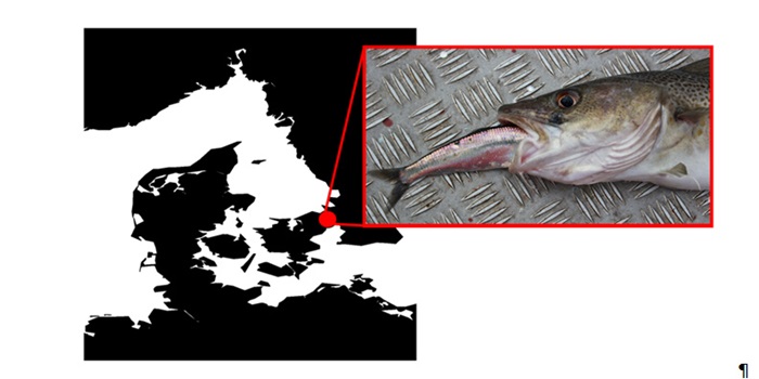 Illustration Øresund