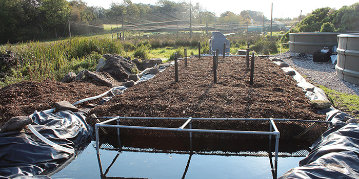 Waste water treatment in aquaculture