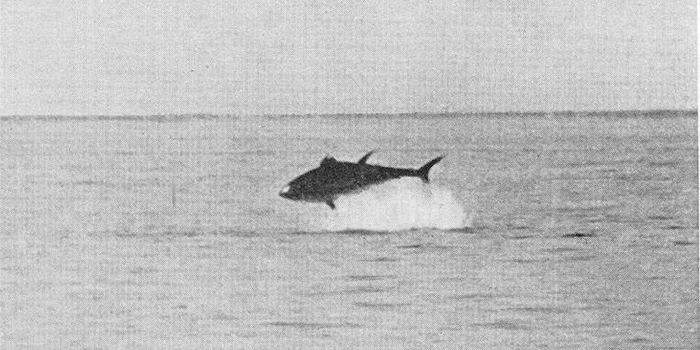 Tun springer i det nordlige kattegat i 1947. Foto fra bog af L. Svendsen fra 1949.