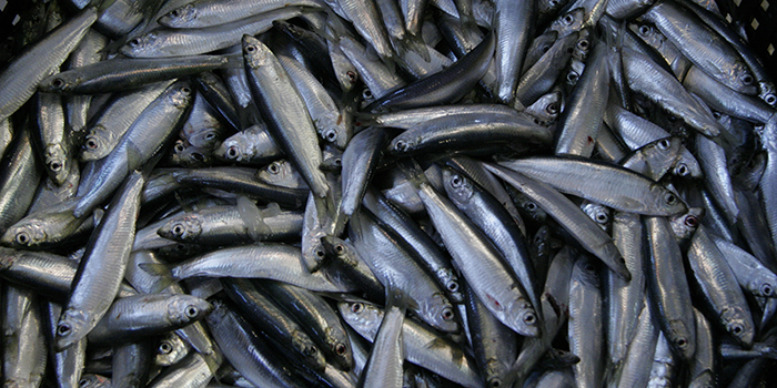 Herring