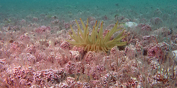 Red algae. Photo:Jonas Thormar.