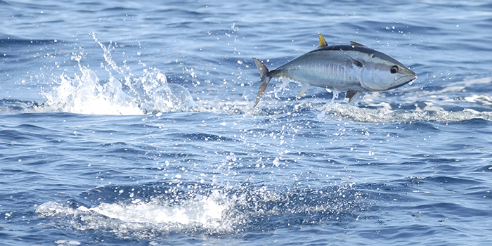 Atlantic bluefin tuna feeding in the Mediterranean Sea. Copyright Credit: © Frédéric BASSEMAYOUSSE / WWF-Mediterranean