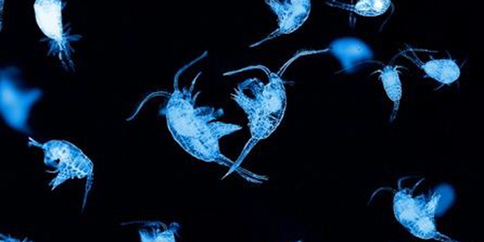 Copepods.
