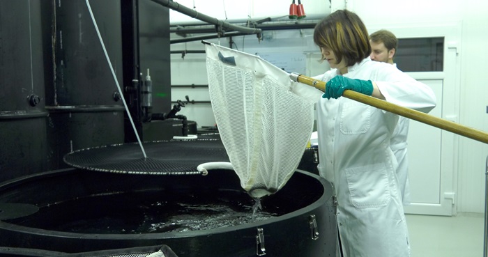 Anlæg med moderfisk i åleklækkeriet EEL-HATCH i Hirtshals.