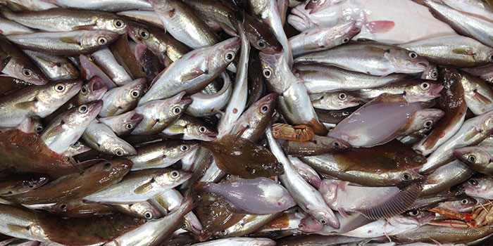 Catch from bottom trawl survey with Dana. Photo: Esther Beukhof.