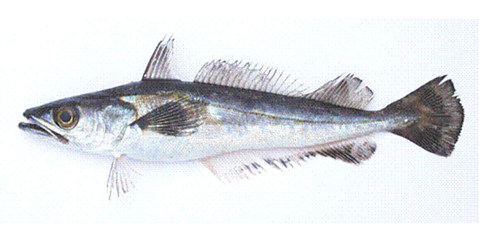 Hake (Merluccius capensis). Photo: Oddger Alvheim