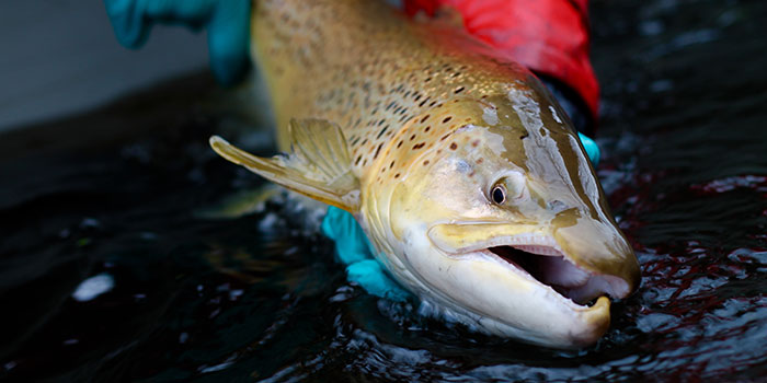 Sea trout. Photo: Kim Birnie-Gauvin.