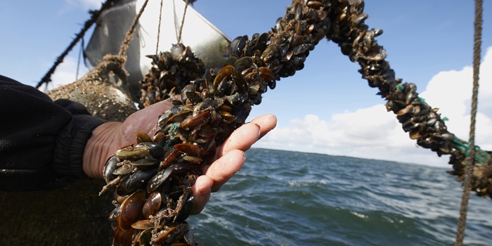 Blue mussels. Photo Danish Shelfish Center