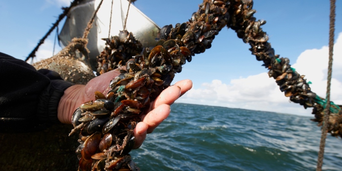 Økologiske muslinger dyrket på line i Limfjorden. Foto DSC.