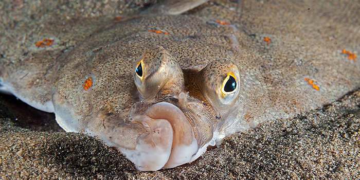 Plaice. Photo: Mark Thomas