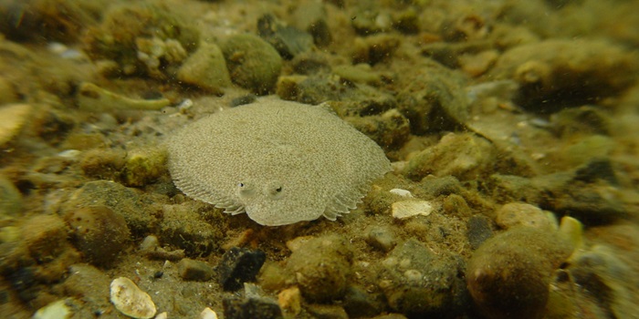 Juvenile turbot. Photo: Per Dolmer and Claus Stenberg.